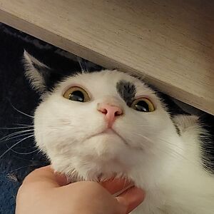 lauragiersche avatar