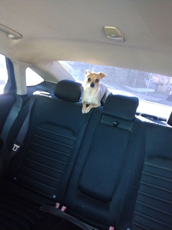 Spikey On A Road Trip