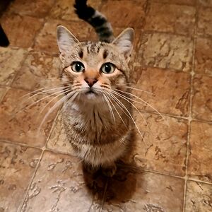 big-blue-cat-lady avatar