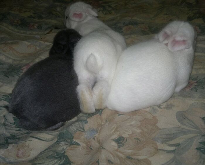 Bunny Bums. What Could Be Better?