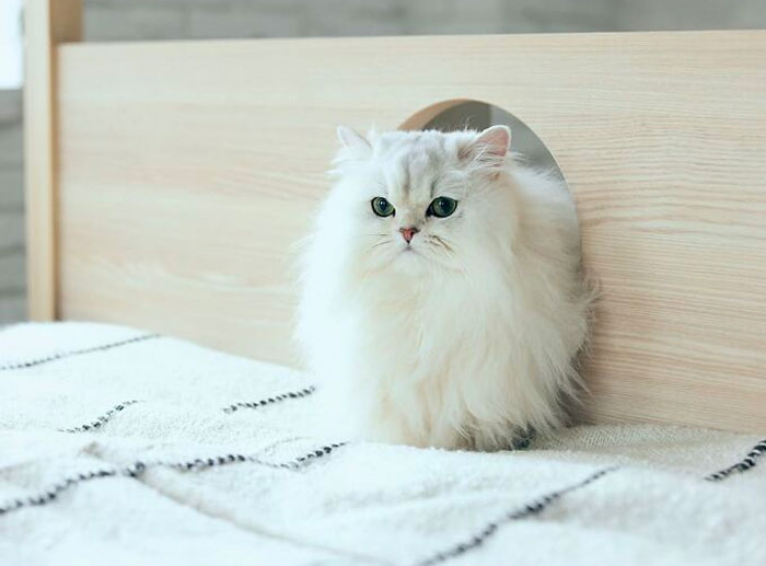 Unusual Furniture: This Interior Company Combined A Bed With A Cat Tower Unusual Furniture: This Interior Company Combined A Bed With A Cat Tower