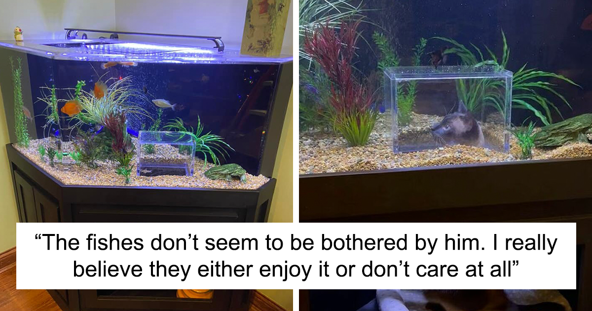 This Cat Received His Very Own Custom-Made Aquarium That Allows Him To  Safely Watch And Interact With Fish