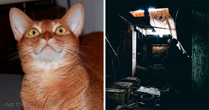 Guy Wonders What’s Wrong With His Cat Who’s Obsessed With A Single Wall In The House, Investigation Leads To Discovery Of A Hidden Basement