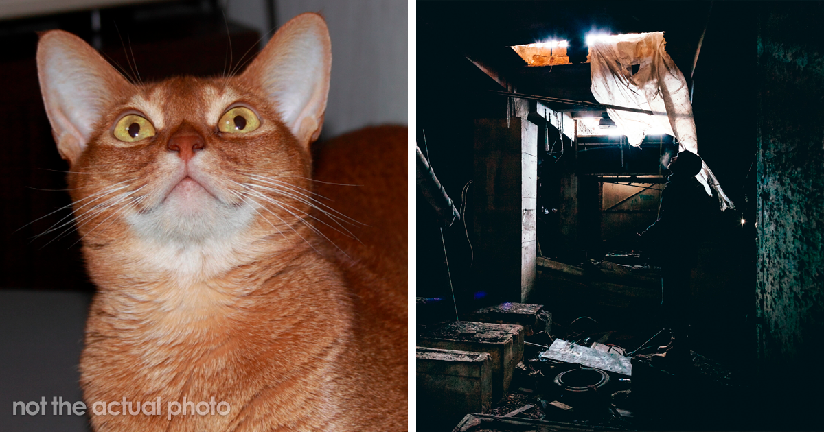 "My Cat Is Completely Transfixed By A Nondescript Point On My Wall, To The Point Of Not Eating Or Sleeping" - Vimarsana News