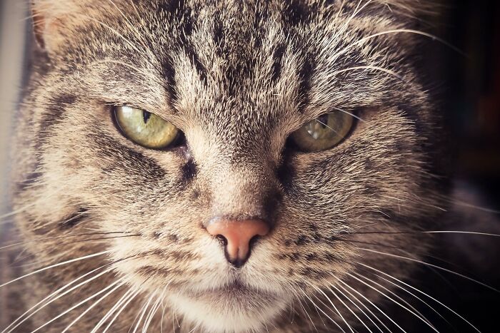 'Did You Know': 30 Facts About Cats That You Might Not Have Heard Of
