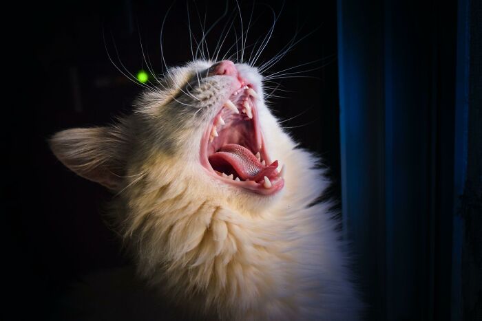 20 Datos sobre gatos que quizás nunca habías escuchado