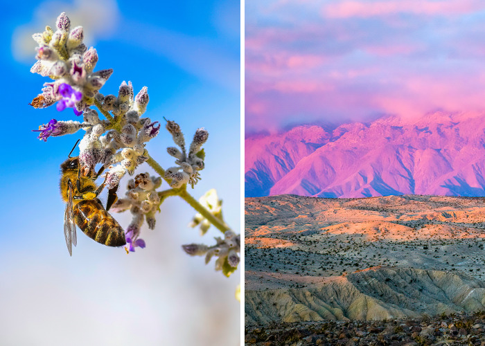 The Beauty Of Anza Borrego Desert State Park In Southern California (16 Pics)