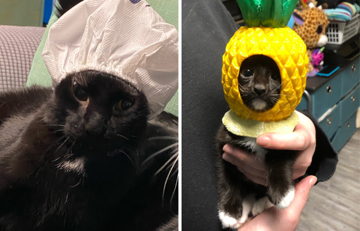 Hey Pandas, Post A Picture Of Your Cat With A Hat On (Closed)