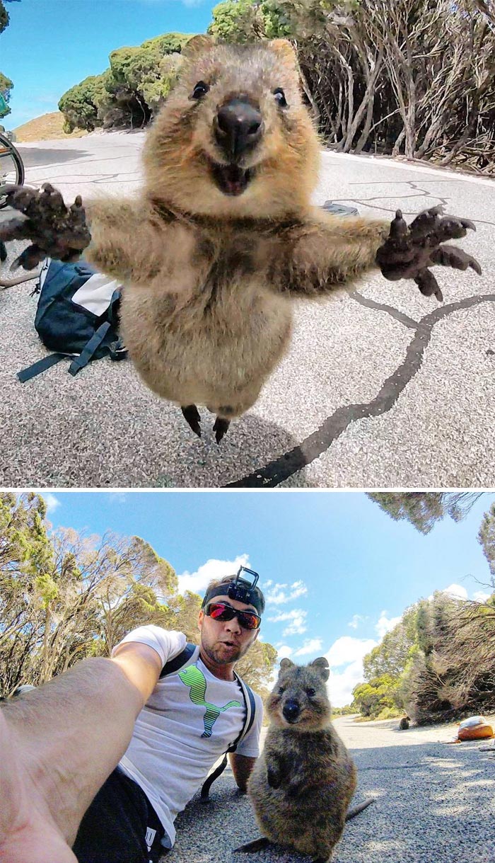 As I Walked Back To My Bike, The Quokka Chased After Me