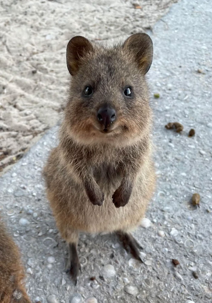 I Assume Quokkas Are Welcome Here