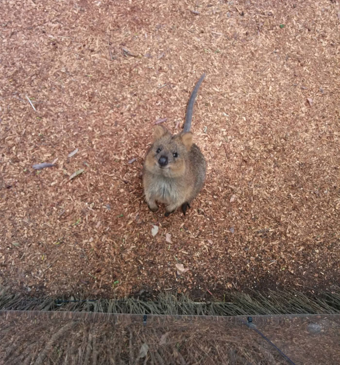 Saw This Adorable Quokka Today