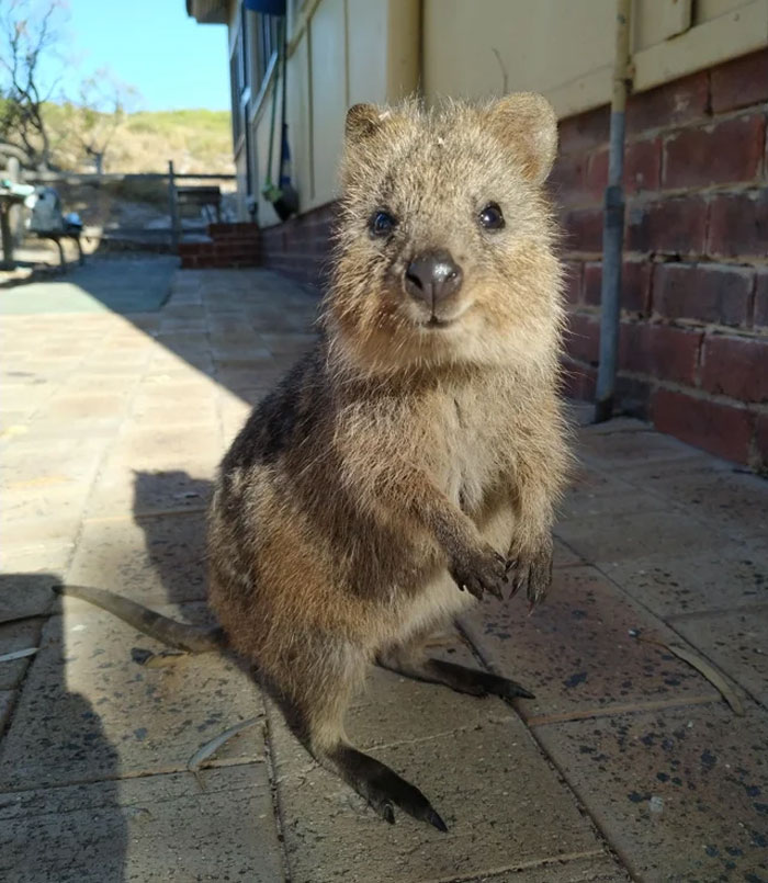 Quokka Smile - Rottnest, Australia