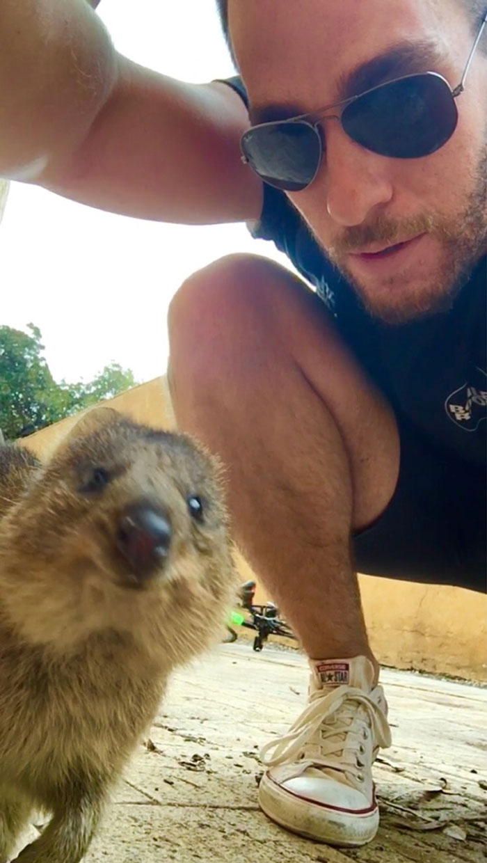 Went For A 50km Cycle Today. Stopped For A Break With This Curious Quokka