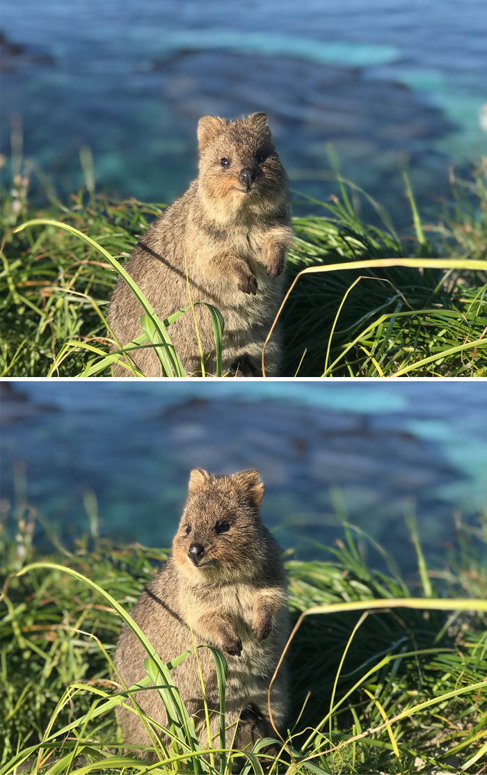 Another Quokka Pic