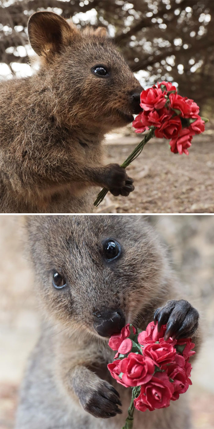Even The Quokkas At Rottnest Island Are Feeling The Love This Year