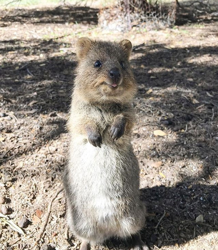 This Quokka Hopes You're Having A Fantastic Day