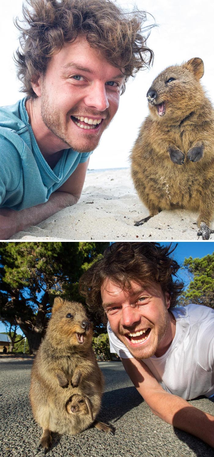 I’m So Grateful That These Quokkas Have Single Handedly Changed The World Emotionally