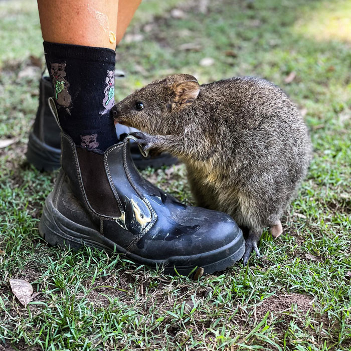 Kewpie Approves Of The Quokka Themed Socks