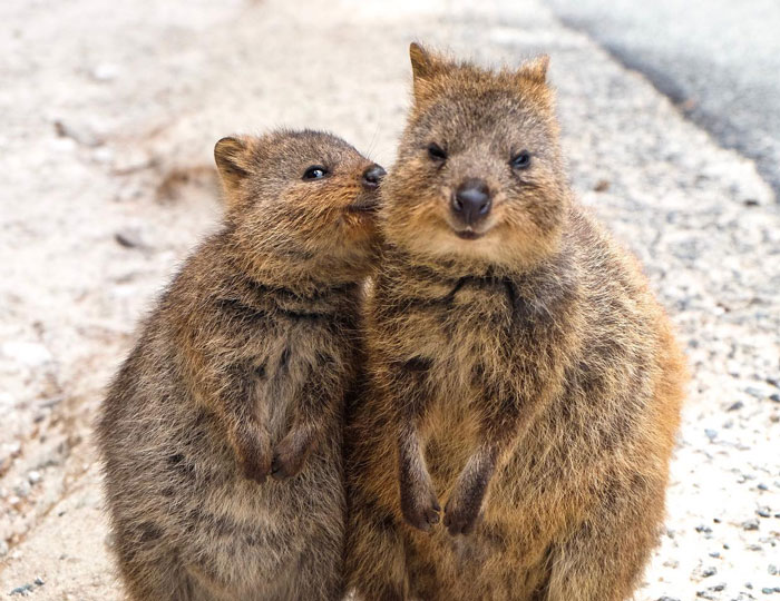 Mama And Baby Quokka