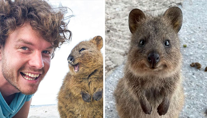 30 Quokka Pics That Are Almost Too Cute To Handle