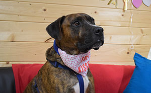 This Shelter Organized An Adoption Party For A Shy Dog, But Nobody Showed Up