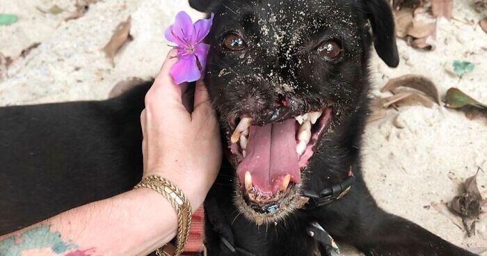 Meet Odin, The Dog Who Lost Part Of His Snout In An Accident And Still Found Kindness In His Owner Who Adopted Him After He Spent 3 Years In A Shelter