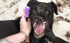 Meet Odin, The Dog Who Lost Part Of His Snout In An Accident And Still Found Kindness In His Owner Who Adopted Him After He Spent 3 Years In A Shelter