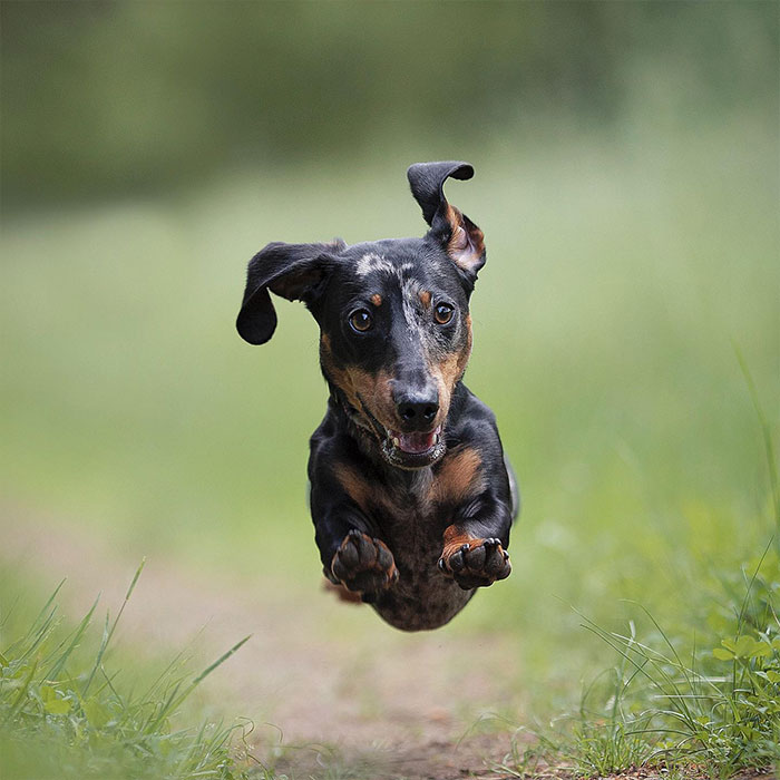 I Captured Dogs On The Run, And The Results Are The Most Adorable Faces Of Joy (30 Pics)