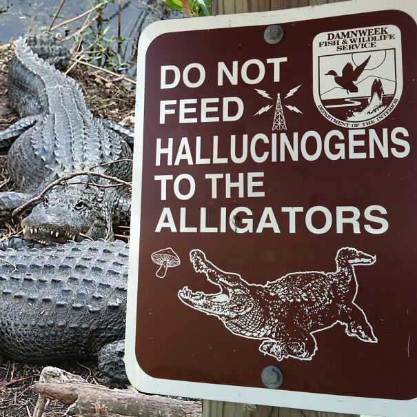 dont-feed-alligators-mushrooms-621d09f0f0cc6.jpg