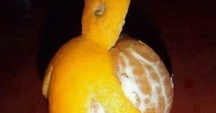 Hey Pandas, Show Your Most Peculiar Camera Save (Closed)