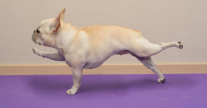 Hey Pandas, Photoshop This Dog Somewhere Else (Closed)