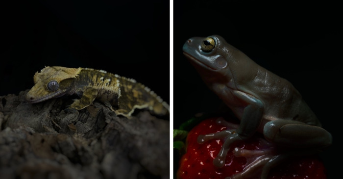 Here Are Some Of The Photos I Have Taken Of My Frog And Gecko