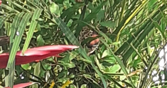 Hey Pandas, Post Bird Pictures That You Took (Closed)