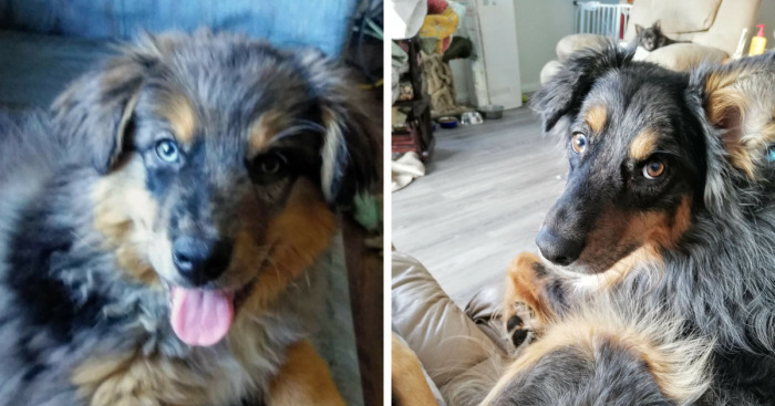 This Australian Shepherd Came Into My Home And Never Left (10 Pics)
