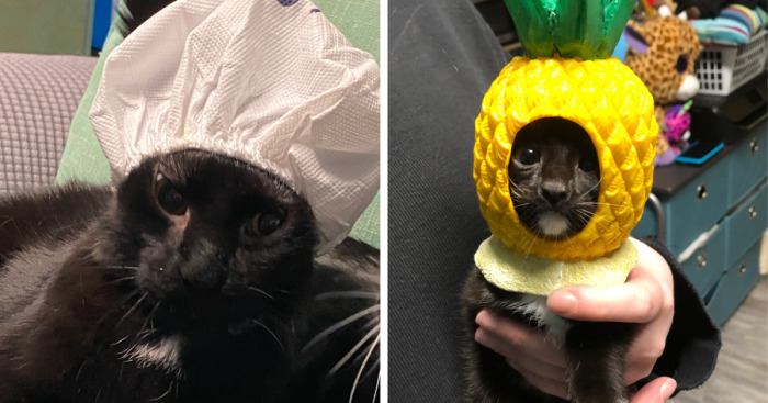 Hey Pandas, Post A Picture Of Your Cat With A Hat On (Closed)