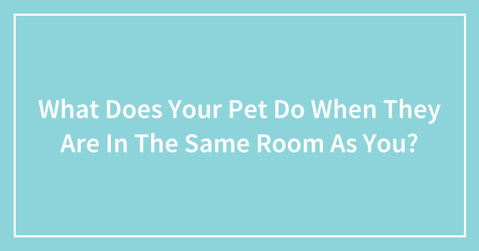 What Does Your Pet Do When They Are In The Same Room As You?
