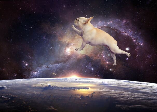 flyingdoge-61fe853c79ff6.jpg