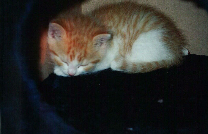 15 Years Ago He Was This Tiny 😹