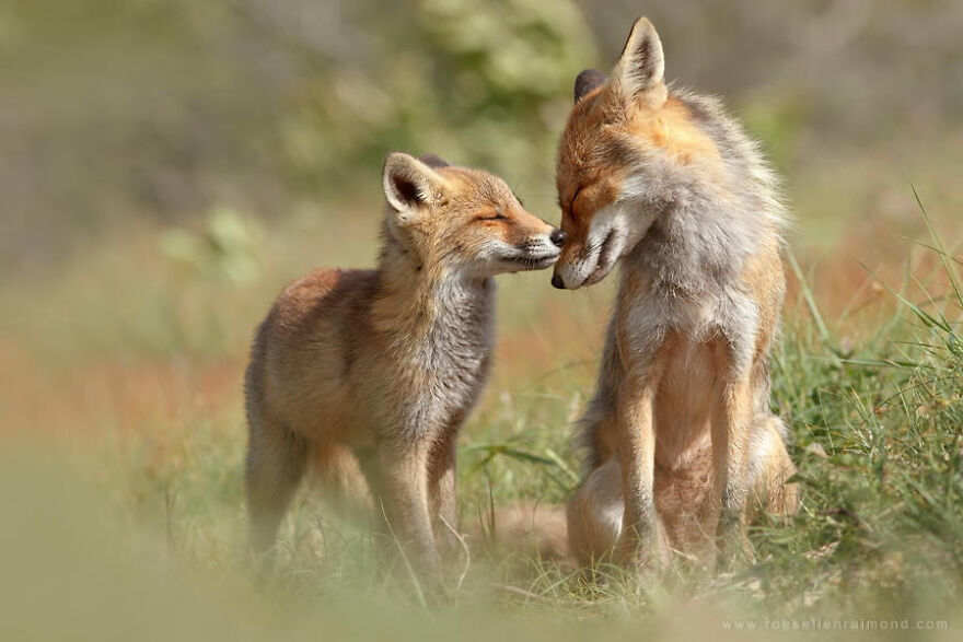 It’s Sad That Foxes Are Believed To Be Deceitful And Mean Creatures, Even I Believed It As A Child