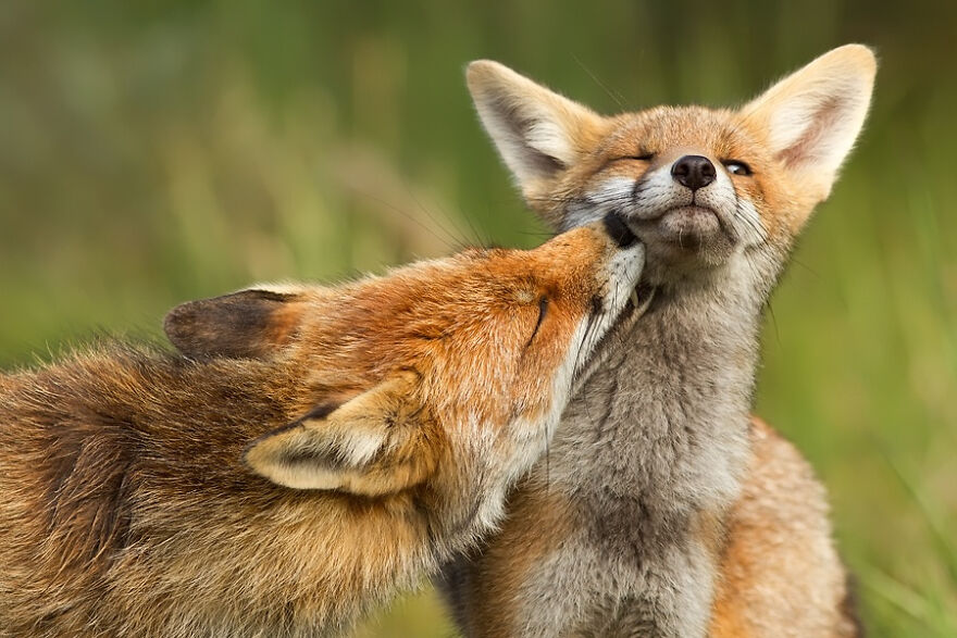 I Know Of No Animal That Shows As Much Love And Affections As Foxes Do