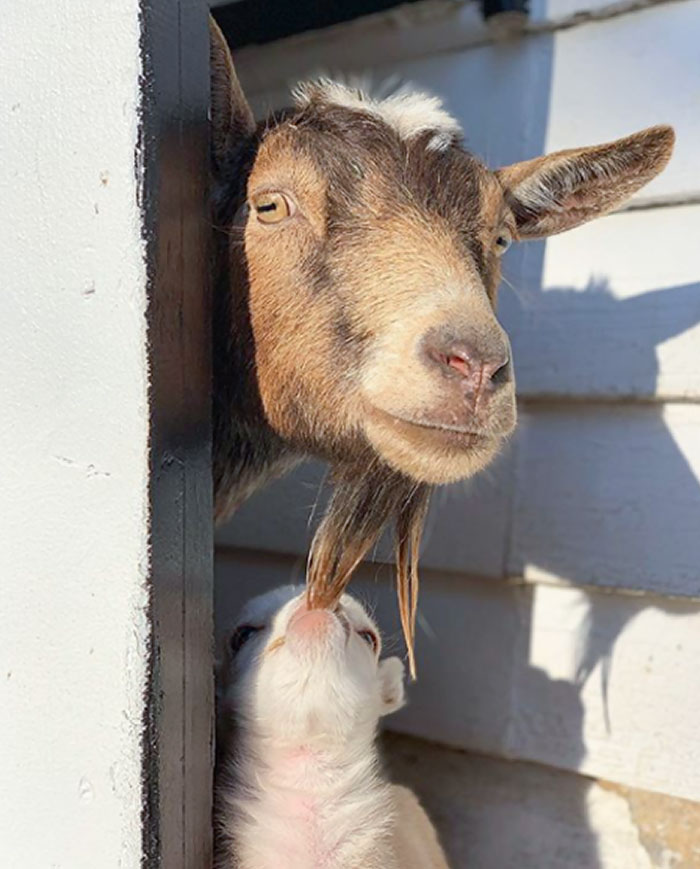 Mama Maybel With Her 3-Week-Old Kid, Scout, At Goats Of Anarchy Sanctuary. Maybel Had 4 Kids At The Same Time So She's A Busy Mama