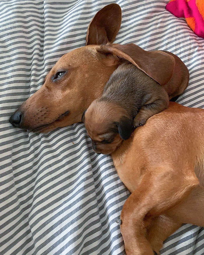Mom And Pup Nap Time