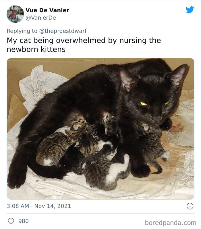 My Cat Being Overwhelmed By Nursing The Newborn Kittens