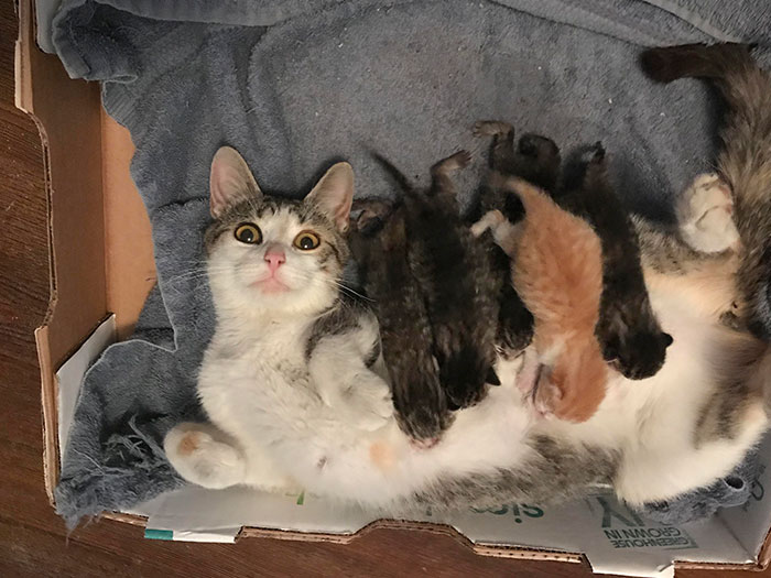 My New Foster Momma With Her Babies