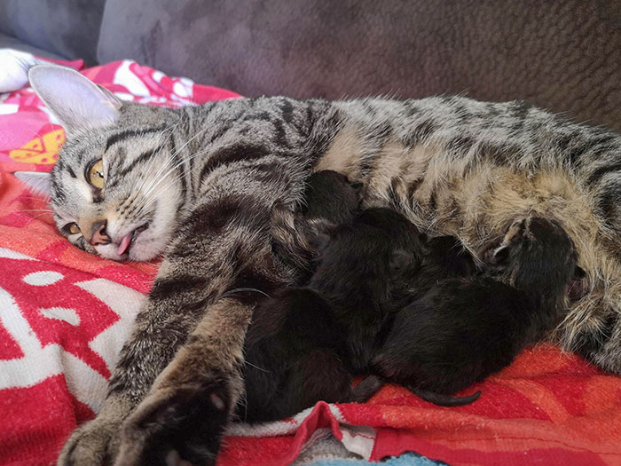 My Cat's Reaction To Having Kittens For The First Time