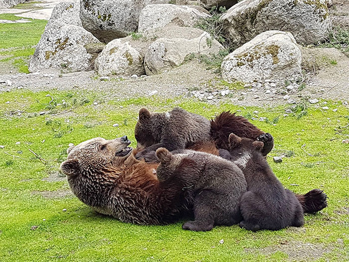 Mama Brown Bear Snuggling With Her Cubs