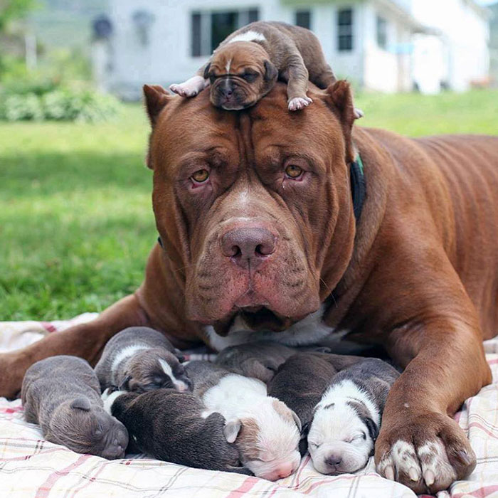 The World's Biggest Pitbull Cuddles Up To His Adorable New Litter