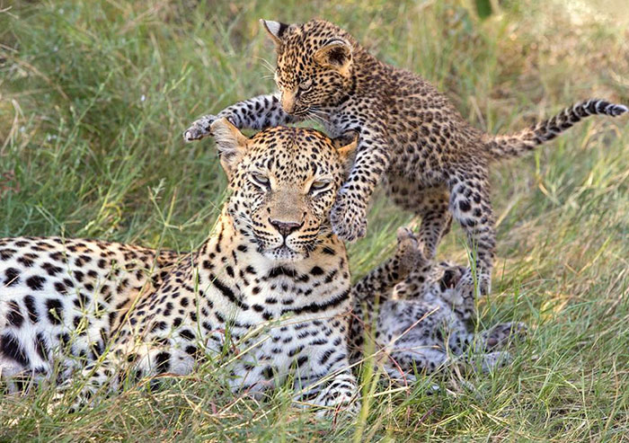 Six-Week-Old Leopard Cub Jumping On Its Mother In The Okavango Delta In Botswana