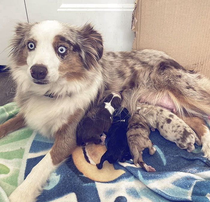 “I’ve Had Puppies And This Is My Life Now?”