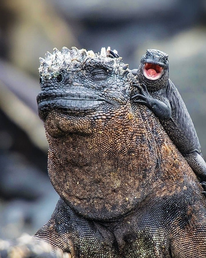 Una iguana bebé de paseo con su madre 